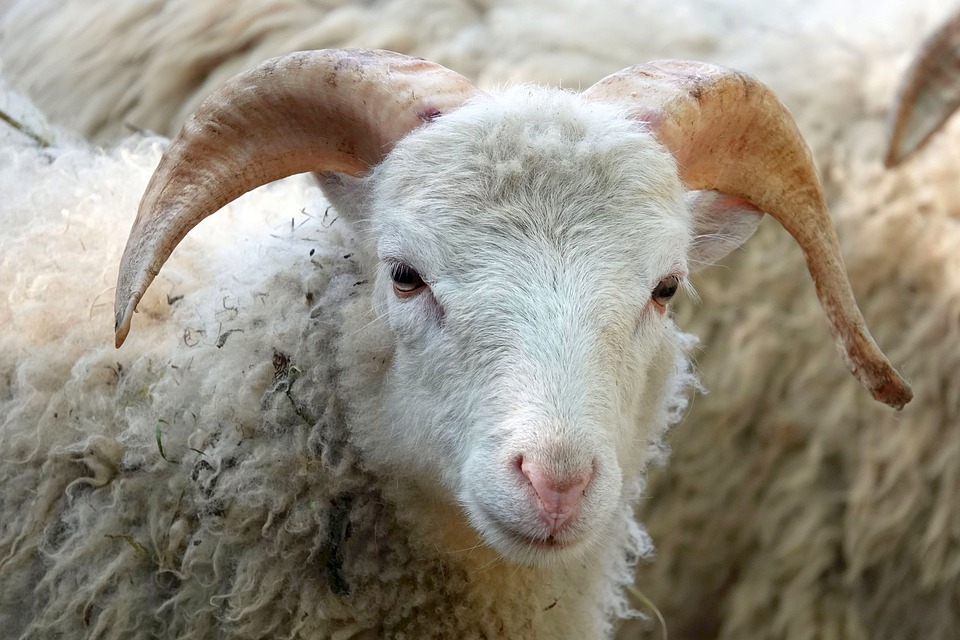 Fabuleux laine de mouton sur thermique Feuille d'Aluminium Chaud Unisexe Semelles multilist 